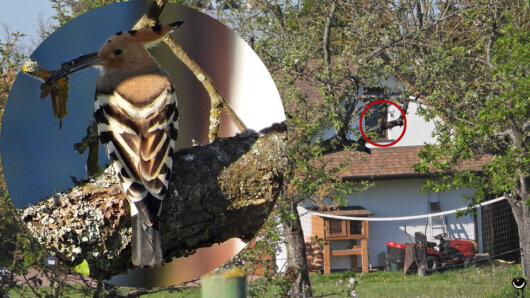 In einer Baumhöhle auf einem Gartengrundstück nisteten Wiedehopfe