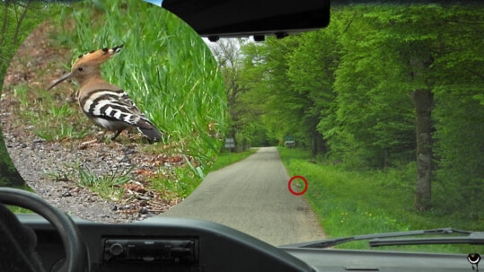 Er zog Würmer aus dem Boden direkt am Straßenrand.