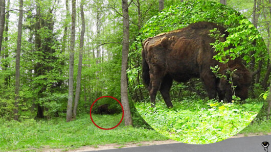 Wisente sind mittlerweile wieder häufiger in Nordostpolen. Sie sind wichtige Weidetiere und Landschaftsgestalter.