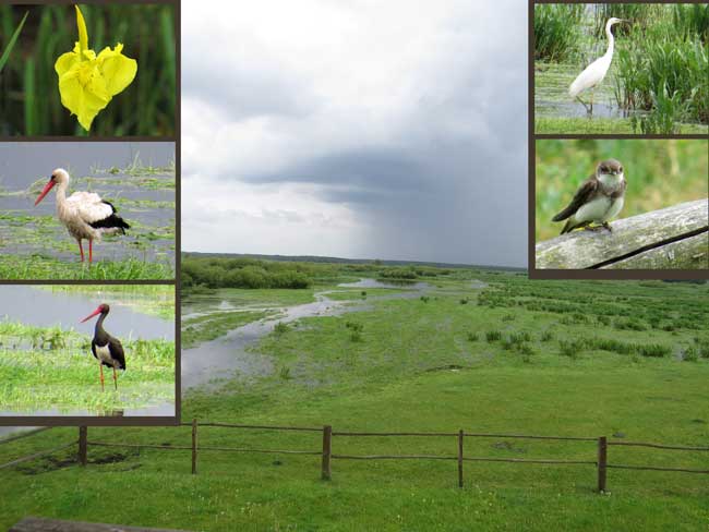 Sumpf-Schwertlilie (Iris pseudacorus) Yellow flag, Kosaciec żółty; Weißstorch, (Ciconia ciconia), White stork, Bocian biały; Schwarzstorch, (Ciconia nigra), black stork, Bocian czarny; Silberreiher (Ardea alba), Great egret, Czapla biała; Uferschwalbe (Riparia riparia), Sand martin, Brzegówka zwyczajna