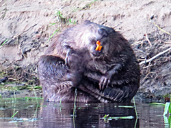 Europäische Biber (Castor fiber)