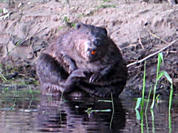 Europäische Biber (Castor fiber), Eurasian beaver, Bóbr europejski