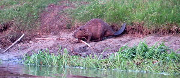 Europäische Biber (Castor fiber), Eurasian beaver, Bóbr europejski