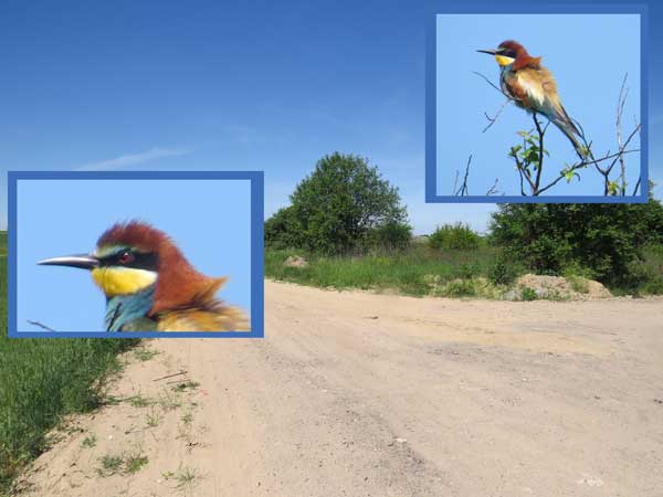 Bienenfresser (Merops apiaster), European bee-eater, Żołna zwyczajna