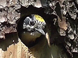 Dreizehenspecht (Picoides tridactylus), Three-toed woodpecker, Dzięcioł trójpalczasty
