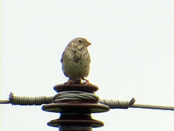 Grauammer; (Emberiza calandra); Corn bunting, Potrzeszcz