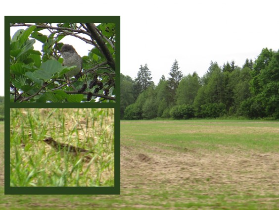 Sperbergrasmücke (Sylvia nisoria), Barred warbler, Jarzębatka 