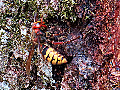 Hornisse (Vespa crabro), European hornet, Szerszeń europejski