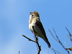 Karmingimpel, (Carpodacus erythrinus), Common rosefinch, Dziwonia zwyczajna