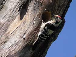 Kleinspecht (Dryobates minor), Lesser spotted woodpecker, Dzięciołek