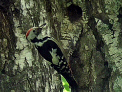 Mittelspecht (Leiopicus medius), middle spotted woodpecker, Dzięcioł średni