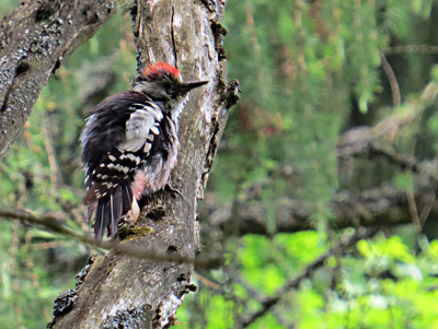 Mittelspecht (Leiopicus medius), middle spotted woodpecker, Dzięcioł średni