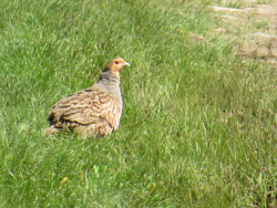 Rebhuhn (Perdix perdix), Grey partridge, Kuropatwa zwyczajna