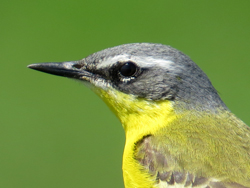 Schafstelze (Motacilla flava), Western yellow wagtail, Pliszka żółta