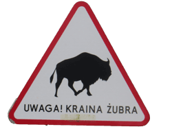 Straßenschild: Wildrinder kreuzen die Straße