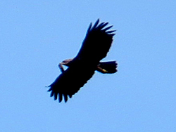 Schreiadler (Clanga pomarina), Lesser spotted eagle, Orlik krzykliwy