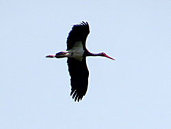 Schwarzstorch, (Ciconia nigra) Black stork, Bocian czarny