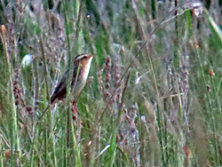 Seggenrohrsänger (Acrocephalus paludicola) Aquatic warbler, Wodniczka