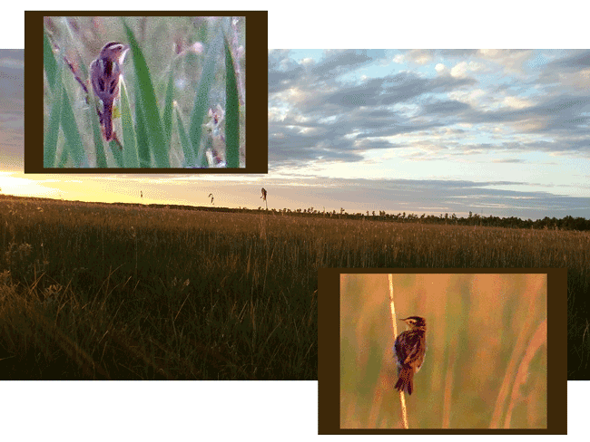 Seggenrohrsänger (Acrocephalus paludicola); Aquatic warbler; Wodniczka Seggenrohrsänger (Acrocephalus paludicola); Aquatic warbler; Wodniczka