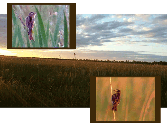 Seggenrohrsänger (Acrocephalus paludicola); Aquatic warbler; Wodniczka