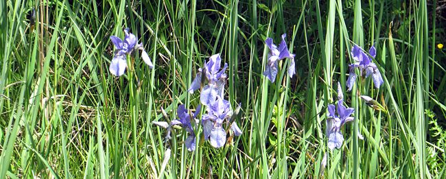 Sibirische Iris (Iris sibirica), Siberian iris, Kosaciec syberyjski