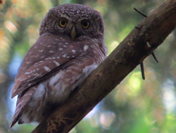 Sperlingskauz (Glaucidium passerinum), Eurasian pygmy owl, Sóweczka zwyczajna