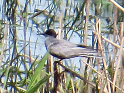 Trauerseeschwalbe, (Chlidonias niger), Black tern, Rybitwa czarna