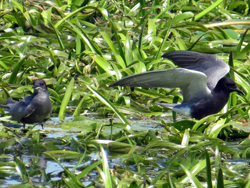 Trauerseeschwalbe (Chlidonias niger), Black tern, Rybitwa czarna