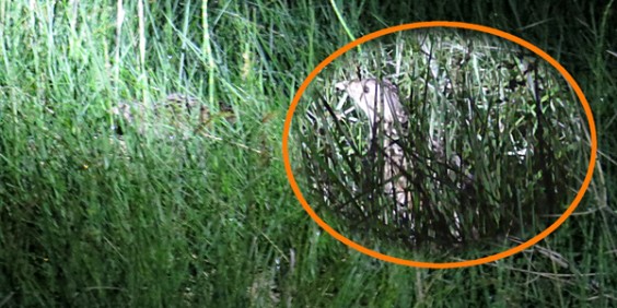 Wachtelkönig (Crex crex), Corn crake, Derkacz zwyczajny