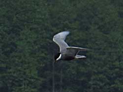 Weißbart-Seeschwalbe (Chlidonias hybrid), Whiskered tern, Rybitwa białowąsa