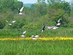 Weißflügelseechwalben (Chlidonias leucopterus); White-winged tern; Rybitwa białoskrzydła