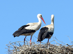 Weißstorch, (Ciconia ciconia), White stork, Bocian biały