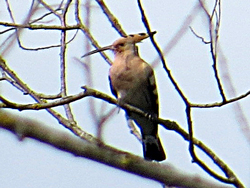 Wiedehopf (Upupa epops), Hoopoe, Dudek