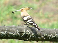 Wiedehopf (Upupa epops), Hoopoe, Dudek