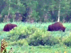 Wisent (Bos bonasus), European bison, Żubr europejski