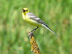 Zitronenstelze (Motacilla citreola), Citrine wagtail, Pliszka cytrynowa