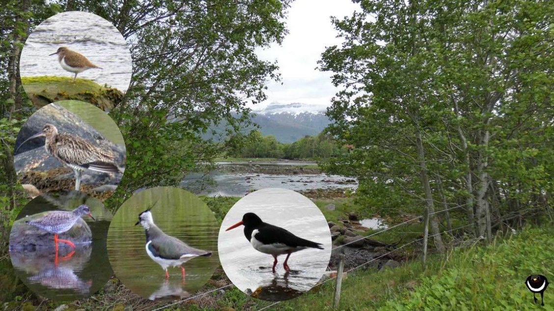 Flußuferläufer (Actitis hypoleucos), Großer Brachvogel (Numenius arquata), Rotschenkel (Tringa totanus), Kiebitz (Vanellus vanellus), Austernfischer (Haematopus ostralegus)