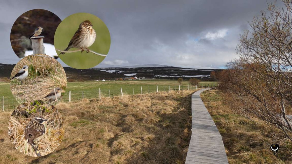 Merlin (Falco columbarius), Steinschmätzer (Oenanthe oenanthe), Braunkehlchen (Saxicola rubetra), Rohrammer (Emberiza schoeniclus)