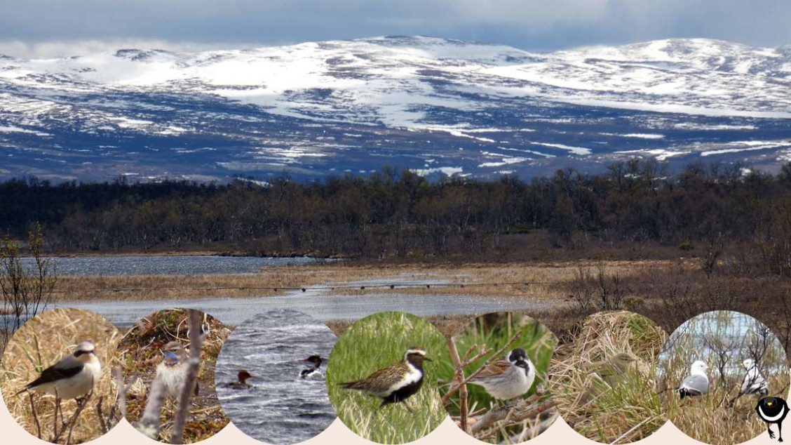 Steinschmätzer (Oenanthe oenanthe), Blaukehlchen (Luscinia svecica), Mittelsäger (Mergus serrator), Goldregenpfeifer (Pluvialis apricaria), Rohrammer (Emberiza schoeniclus), 