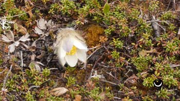 Frühlings-Kuhschelle (Pulsatilla vernalis)