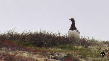 Moorschneehuhn (Lagopus lagopus)