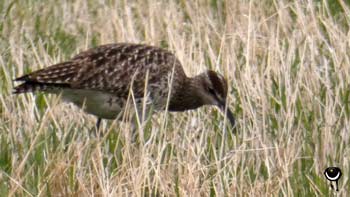 Regenbrachvogel (Numenius phaeopus)