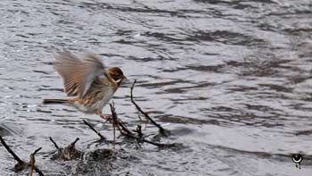 Rohrammer (Emberiza schoeniclus)