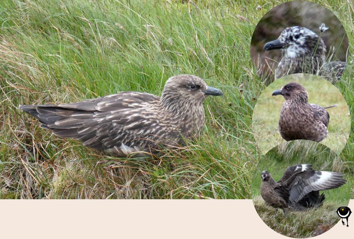 Große Raubmöwe / Skua (Stercorarius skua)