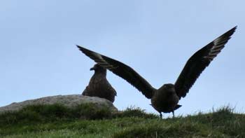 Große Raubmöwe / Skua (Stercorarius skua)