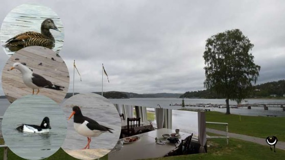 Eiderente (Somateria mollissima), Heringsmöwe (Larus fuscus), Austernfischer (Haematopus ostralegus), Schellente (Bucephala clangula)