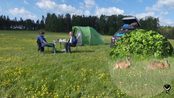 Auf dem Zeltplatz Karlstad tummeln sich zwei Hasen (Lepus europaeus)