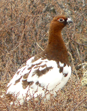 Moorschneehuhn