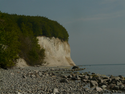 Kreidefelsin im Nationalpark Jasmund