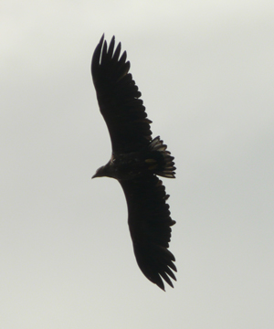 Seeadler